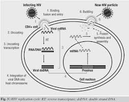 Image result for HIV Pathophysiology
