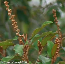 Image result for Croton gratissimus