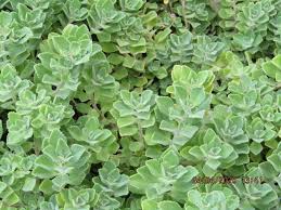 Image result for Coleus neochilus