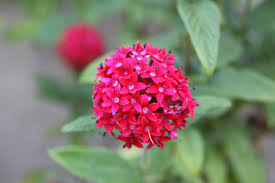 Image result for Pentadiplandraceae