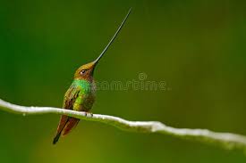 Dieser kleine vogel ist so besonders. Vogel Mit Dem Langsten Schnabel Klinge Berechneter Kolibri Ensifera Ensifera Vogel Mit Unglaublicher Langster Rechnung Naturwa Stockfoto Bild Von Berechnet Vogel 97624482