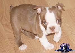 The barking boutique has boston terrier puppies for sale! Boston Terrier Puppies Grand Rapids Mi Petsidi