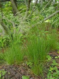 Image result for Deschampsia
