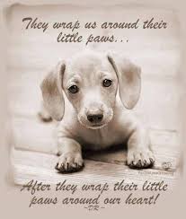 We did not find results for: Dog Paw Quotes Quotesgram