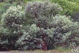 Image result for Monsonia glauca