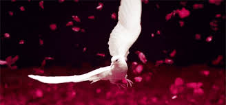 Animated Birds Flying In The Sky Gif Https Encrypted Tbn0 Gstatic Com Images Q Tbn 3aand9gctrugpwnn68ahqsor89vydavtm141vowjnmew Usqp Cau