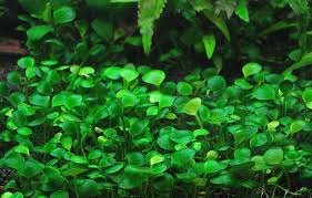 Image result for Marsilea subterranea