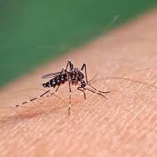Image result for Dengue