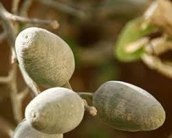 Image result for Balanites