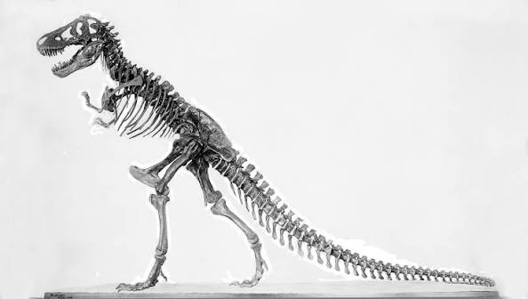 Tyrannosaurus rex Fossil | American Museum of Natural History