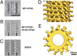 Marburg virus is a hemorrhagic fever virus of the filoviridae family of viruses and a member of the species marburg marburgvirus, genus marburgvirus. Structural Dissection Of Ebola Virus And Its Assembly Determinants Using Cryo Electron Tomography Pnas