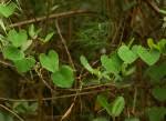 Image result for Cissampelos mucronata