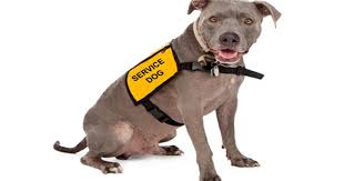 Treatment Of Service Dogs At Restaurants And The Law Fast Casual