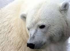 Is cannibalism in polar bears on the rise?