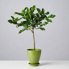 The trees, which grow to a maximum height of 25 feet in the wild, will only grow to 10 feet if kept in pots. Kaffir Lime Tree