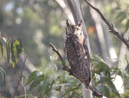 Image result for Monotes africanus