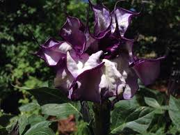 The flower moon is traditionally the fifth full moon of the year, appearing right after april's pink moon and a month before june's strawberry moon. Double Moonflower Moon Flower Plants Doubles
