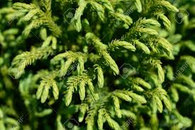 We did not find results for: Dwarf Japanese Cedar Globosa Nana Branches Latin Name Cryptomeria Japonica Globosa Nana Stock Photo Picture And Royalty Free Image Image 148325205