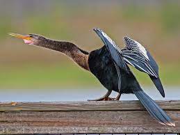 Anhinga species are found worldwide in warm shallow waters. Anhinga Ebird