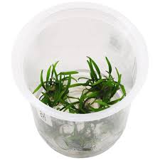 Дата начала 17 янв 2018. Cryptocoryne Parva Ada In Vitro M Aquasabi Aquaristik Shop