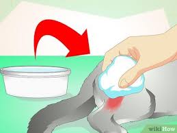 The infection results from bacteria carried on the teeth or claws of the attacking animal, which enters the. How To Treat An Abscess On A Cat 11 Steps With Pictures