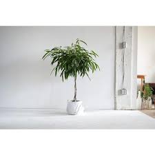 Image result for Ficus variifolia