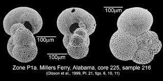Image result for Pseudopod Ospermum