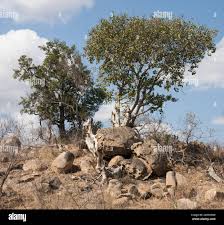 Image result for Ficus abutilifolia