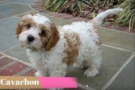 Cavachon Cavachon Puppies Cavachon Dog Cavachon
