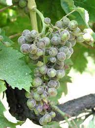 Powdery mildew may not kill your plants outright, but it can sure wreak havoc. Powdery Mildew Buckeye Appellation