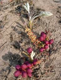 Image result for Lannea edulis