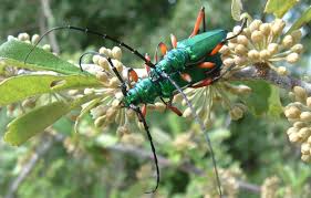 Image result for Buchnera keilii