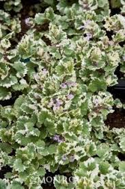 Ground ivy with white flowers. Variegated Ground Ivy Potted Plants Outdoor Ground Cover Plants Monrovia Plants