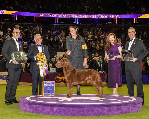 2026 Best in Show - The Westminster Kennel Club