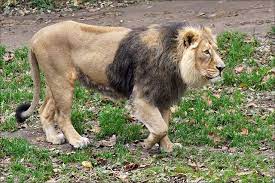 Male Asian Lion National Animal Animals Most Beautiful Animals