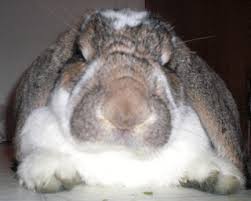 Maybe you would like to learn more about one of these? Funny Bunny Toy Company