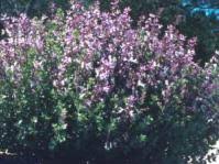 Image result for Syncolostemon canescens