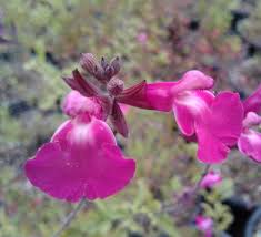 Image result for Sebaea microphylla