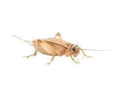 Most male crickets make a loud chirping sound by stridulation (scraping two specially textured body parts together). House Brown Crickets Acheta Domesticus From 2 19