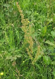 Image result for Rumex crispus