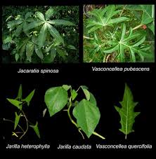 Image result for Caricaceae