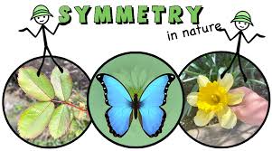 That is, a figure which does not change upon undergoing a reflection has reflectional symmetry. Symmetry In Nature Mathcurious