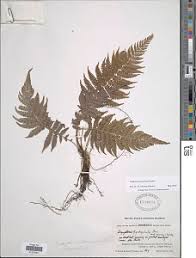 Image result for Amauropelta bergiana