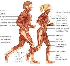 Gross anatomy of a skeletal muscle. How The Muscles Are Named