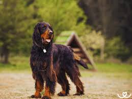 Image result for skotský setr gordonsetr