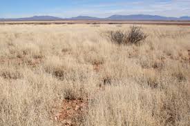 Image result for Pleurostylia africana