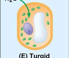 We did not find results for: Biology Section 7 3 Cell Transport Flashcards Quizlet