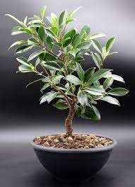 Image result for F kus Ficus