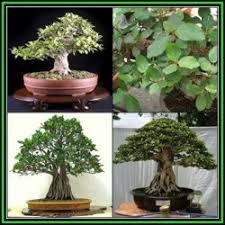 We did not find results for: Ficus Sycomorus Sycamorus Sycamore Fig Bonsai 20 Seed Pack Indigenous Edible Fruit New Reviews Online Pricecheck