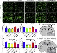 Stem Cell Factor And Granulocyte Colony Stimulating Factor